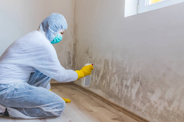Licensed Black Mold Removal service in Washington Crossing, PA - WQB Mold Removal
