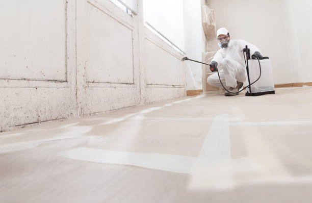 Trusted Black Mold Removal service in Washington Crossing, PA - WQB Mold Removal
