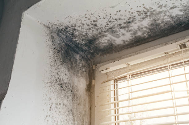Affordable Black Mold Removal solutions in Washington Crossing, PA